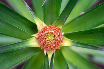 Immature pineapple plant