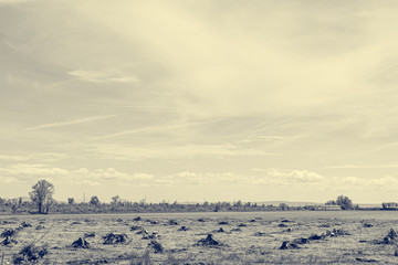 Cleared forest with only tree stumps left.