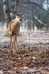 White-tailed deer in forest on a frosty morning