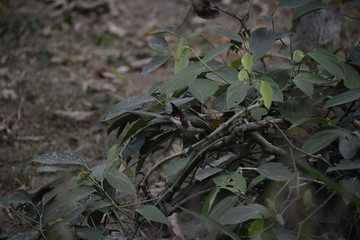 Red-whiskered Bulbul on a branch