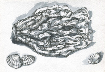 coral and shell monochrome sketch