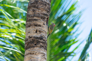 Hispaniolan woodpecker on palm tree
