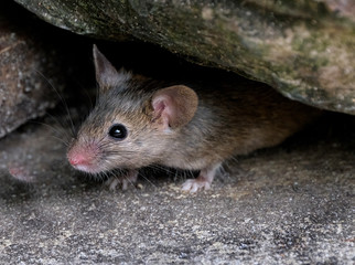 House mouse hiding in urban house garden, but on the lookout for food.