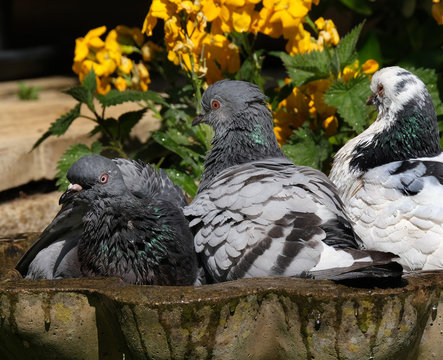 Feral Pigeons In Bird Bath In Hot Sun.