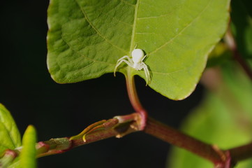 macro white spider white widow