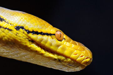 Malayopython reticulatus Kupang