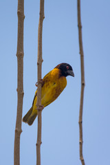 Village weaver on hanging branches