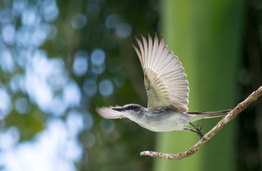 Grey kingbird taking off from a branch