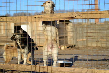 Shelter for homeless dogs in the cells