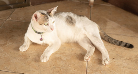 Portrait of beautiful green-eyed cat is lying on brown background,