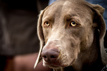 Profile of a large brown labrador
