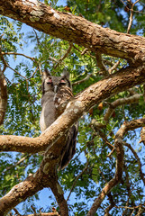 Verreaux's Eagle Owl - Bubo lacteus, portrait of beautiful large owl from African forests and woodlands, Kenya.