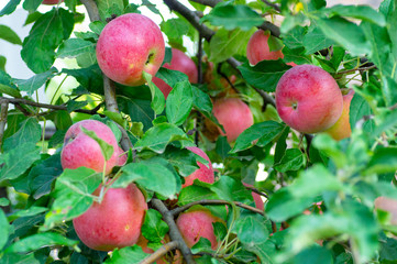Red apples on apple tree branch