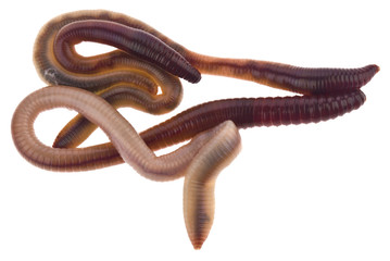 Earthworms isolated on white background close-up.