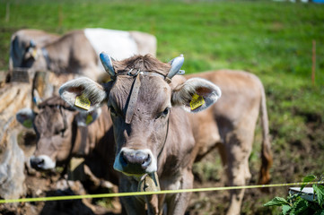 Obraz na płótnie Canvas Detalles de vacas suizas en primavera