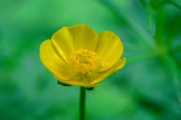 Fototapeta premium Scharfer Hahnenfuß
