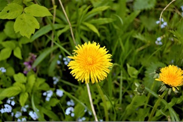yellow dandelion flower