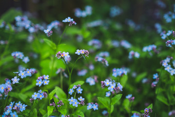 small inflorescences of forget-me-nots bloom in a spring meadow