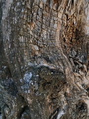 Textura corteza de arbol