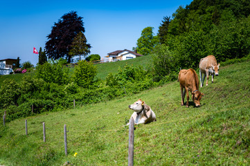 Detalles de vacas en campos suizos