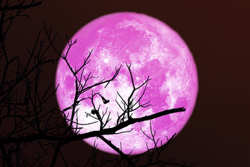 Super full strawberry pink moon and silhouette branch tree in the night sky