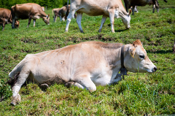 Detalles de vacas en campos suizos