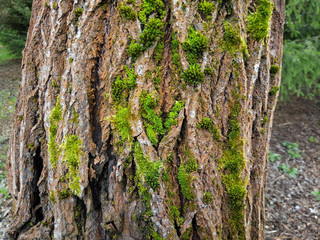Tree bark covered with moss. the topography of the crust resembles a view of high wooded mountains from above. texture of old bark with moss. Very good macroplan.