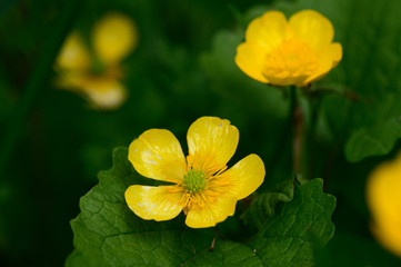 Scharfer Hahnenfu&szlig;