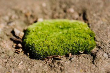Moss makes its way through the asphalt. Microlife and microgreens.