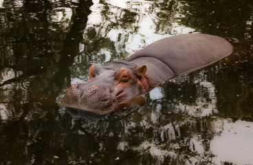 A happy hippopotamus