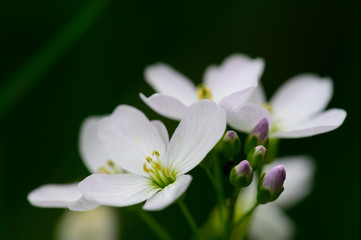 Wiesen - Schaumkraut