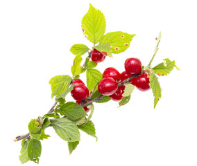 velvet cherry on a branch