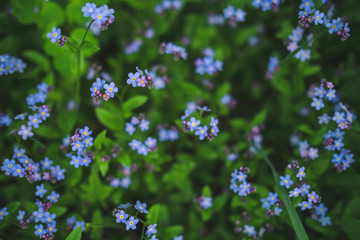 small inflorescences of forget-me-nots bloom in a spring meadow