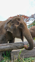 Fototapeta na wymiar Group of adult elephants feeding sugar cane and bamboo in Elephant Care Sanctuary, Mae Tang, Chiang Mai province, Thailand.