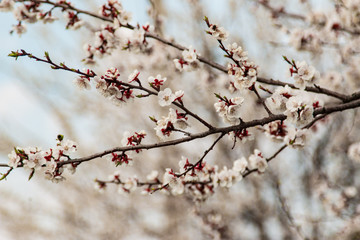 flowering apricot tree against the sky