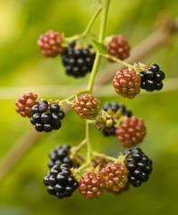 Blackberry berries on a bush on a green background close-up.