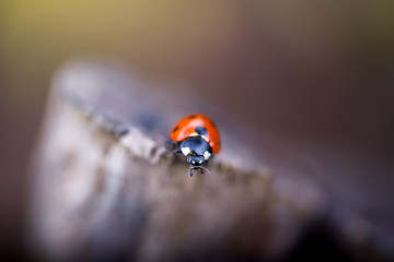 ladybird on a leaf © Wojtek