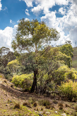 Obraz premium A forest with beautiful old trees in the Snowy Mountains in New South Wales, Australia at a sunny day in summer.