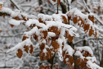 Winter