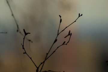 Fototapeta na wymiar branches of a tree against the sky