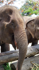 Group of adult elephants feeding sugar cane and bamboo in Elephant Care Sanctuary, Mae Tang, Chiang Mai province, Thailand.