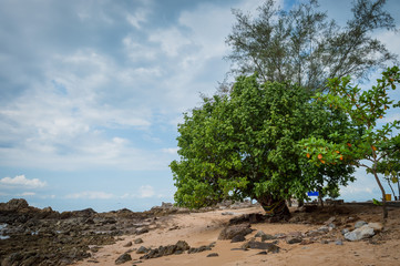Fototapeta na wymiar Big tree and beach landscape