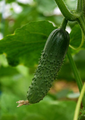 Growing cucumbers in a greenhouse. Young growing spiky cucumbers.
