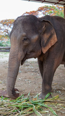 Fototapeta premium Group of adult elephants feeding sugar cane and bamboo in Elephant Care Sanctuary, Mae Tang, Chiang Mai province, Thailand.
