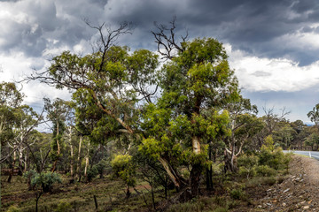 Fototapeta premium A forest with beautiful old trees in the Snowy Mountains in New South Wales, Australia at a sunny day in summer.