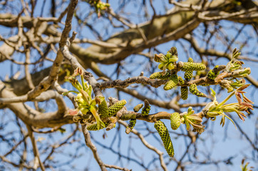 Young buds on a branch of a Walnut tree 