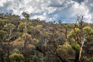 A forest with beautiful old trees in the Snowy Mountains in New South Wales, Australia at a sunny day in summer.