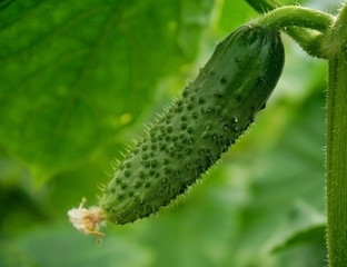 Growing cucumbers in a greenhouse. Young growing spiky cucumbers.