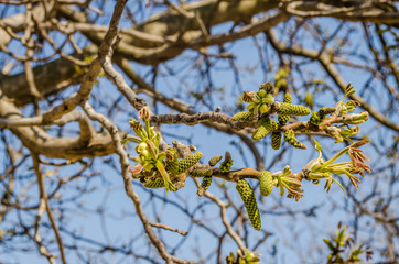 Young buds on a branch of a Walnut tree 