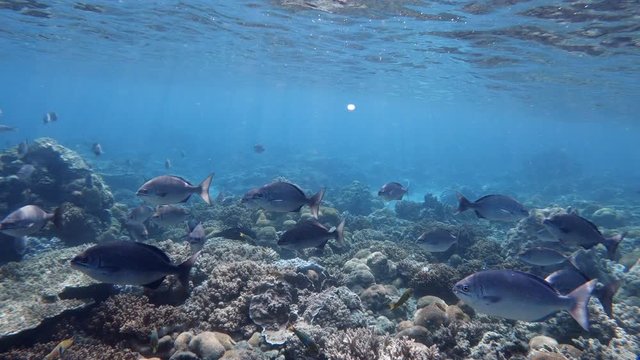 Beautiful underwater scenery of shoaling reef fishes swimming above coral reefs - panning shot